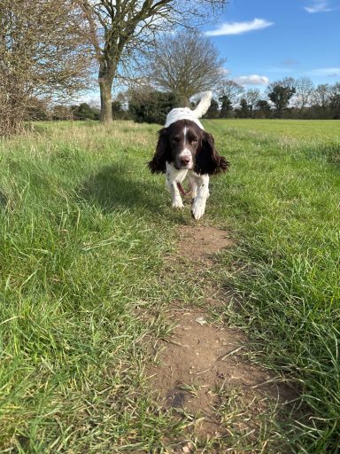 A springer spaniel running along a grassy path in a sunny field.