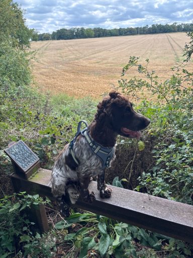 Bentley on fence