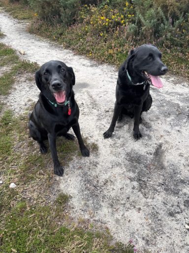 George and Indie on the Lowes