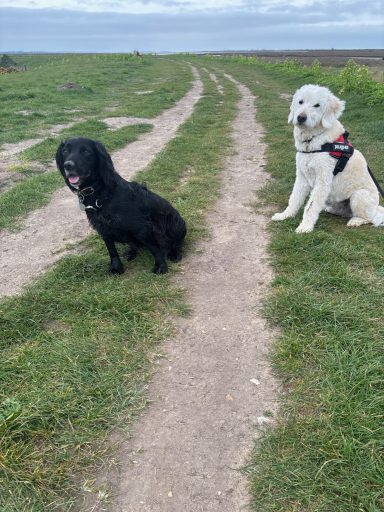 Two dogs, one black and one white, sitting on a grassy pathway.