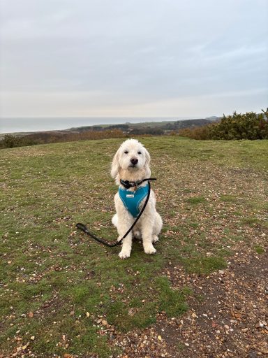 A golden retriever sitting on grass with a blue harness against a cloudy sky.