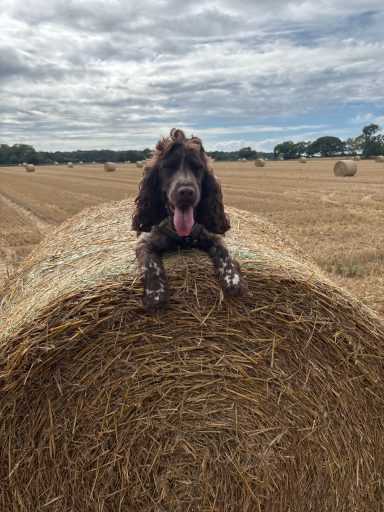 Bentley on a hay bale