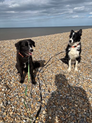 Two dogs on a pebble beach, one black and one black-and-white, with leashes attached.
