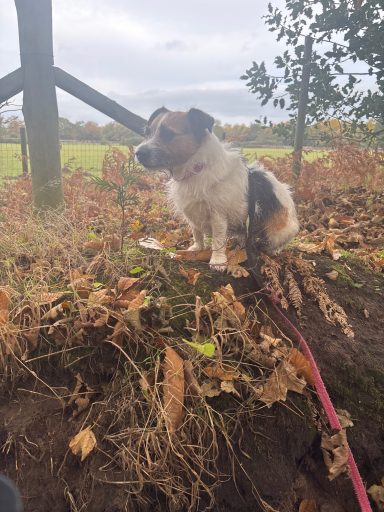 Minnie on log