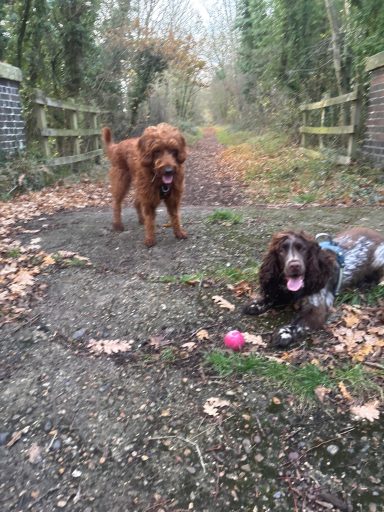 Max and Bentley with Ball