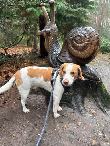 A beagle stands beside a large snail sculpture in a forested area.