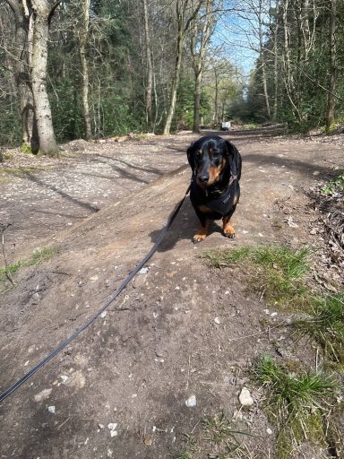 A black and brown Dachshund stands on a dirt path in a forested area.