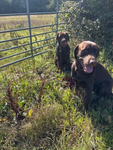 Alfie and Ollie sitting by gate