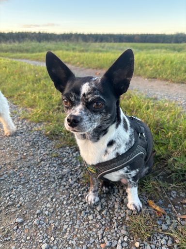 Pippin ears