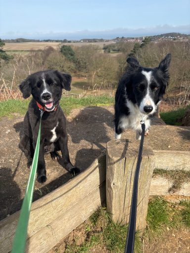 Two dogs, one black and white and one black, standing on a fence post with a rural landscape behind.
