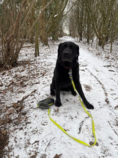 A black Labrador sitting on a snowy path surrounded by trees.