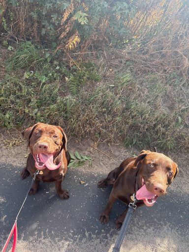 Two brown Labs