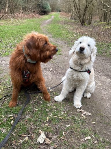 Two dogs, one brown and fluffy, the other white and curly, sit on a path in a wooded area.