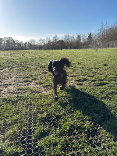 A black dog running across a grassy field under a clear blue sky.