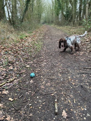 A dog on a muddy path is approaching a blue ball among fallen leaves.