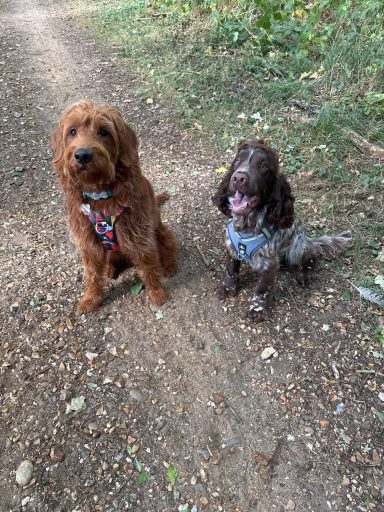 Max and Bentley sitting
